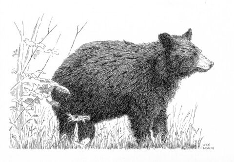 Black Bear Coloring Page